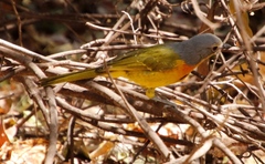 Telophorus sulfureopectus