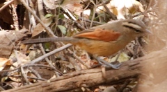 Tchagra australis