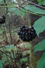 Eleutherococcus senticosus