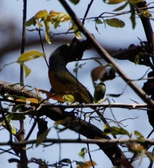 Pycnonotus barbatus tricolor