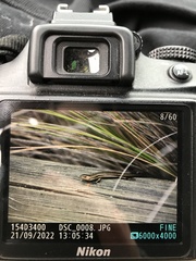 Pseudemoia rawlinsoni