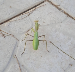 Sphodromantis viridis