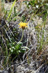 Crepis chrysantha