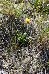 Crepis chrysantha