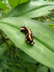 Papilio clytia
