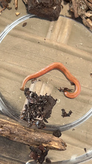 Bipalium adventitium