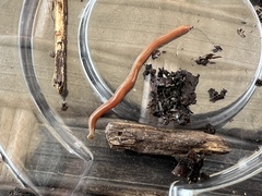 Bipalium adventitium