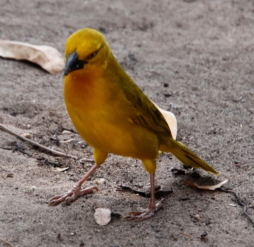 Holub's Golden-Weaver