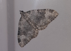 Coenotephria tophaceata