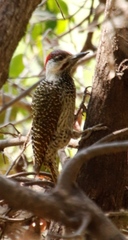 Campethera abingoni abingoni