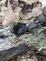 Daldinia childiae