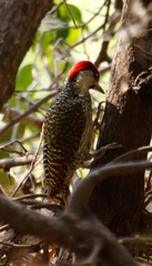 Campethera abingoni abingoni