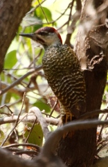 Campethera abingoni abingoni