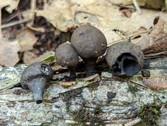 Daldinia childiae