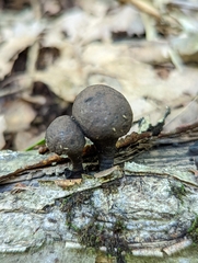 Daldinia childiae