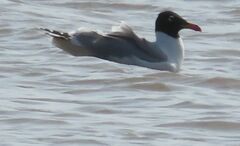 Ichthyaetus ichthyaetus