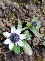 Eryngium carlinae