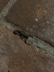 Mesomexovis occidentalis