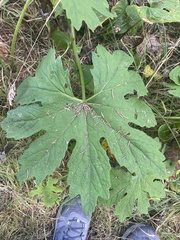Petasites frigidus palmatus