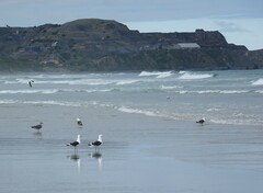 Larus dominicanus dominicanus
