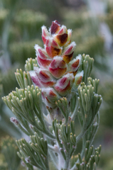 Paranomus tomentosus