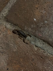 Mesomexovis occidentalis