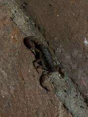 Mesomexovis occidentalis