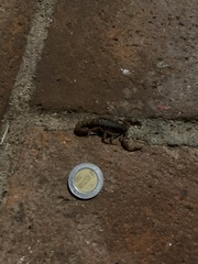 Mesomexovis occidentalis