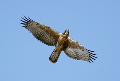 Pernis ptilorhynchus
