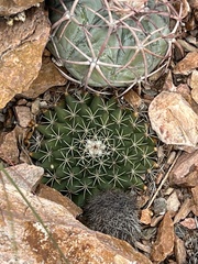 Mammillaria meiacantha