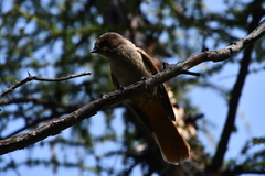 Perisoreus infaustus