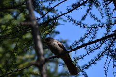 Perisoreus infaustus