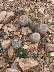Mammillaria meiacantha