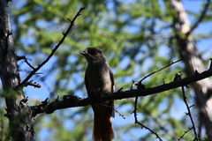 Perisoreus infaustus