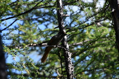 Perisoreus infaustus