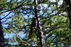 Perisoreus infaustus