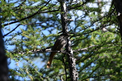 Perisoreus infaustus