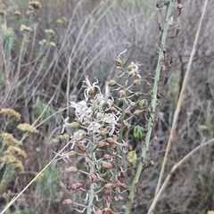 Drimia elata