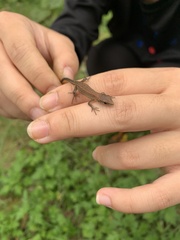 Takydromus tachydromoides