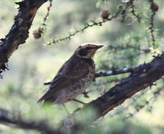 Turdus eunomus