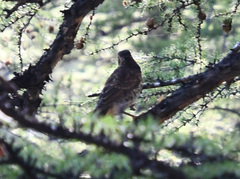 Turdus eunomus
