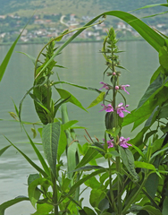 Stachys palustris