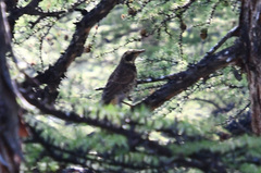 Turdus eunomus