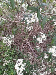 Olearia lirata
