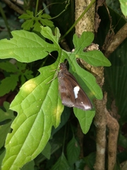 Notocrypta paralysos