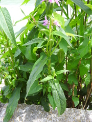 Stachys palustris