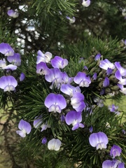 Psoralea arborea