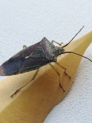 Acanthosoma haemorrhoidale