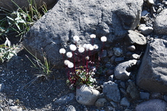 Packera heterophylla