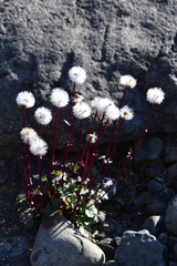 Packera heterophylla